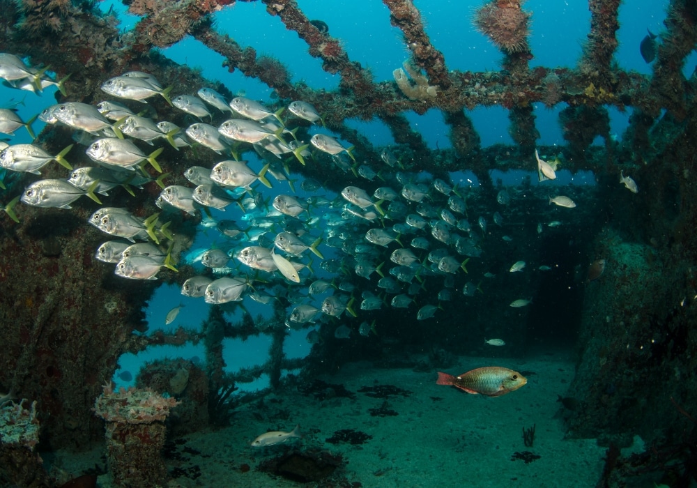 underwater shipwreck with schools of fishing swimming throughout