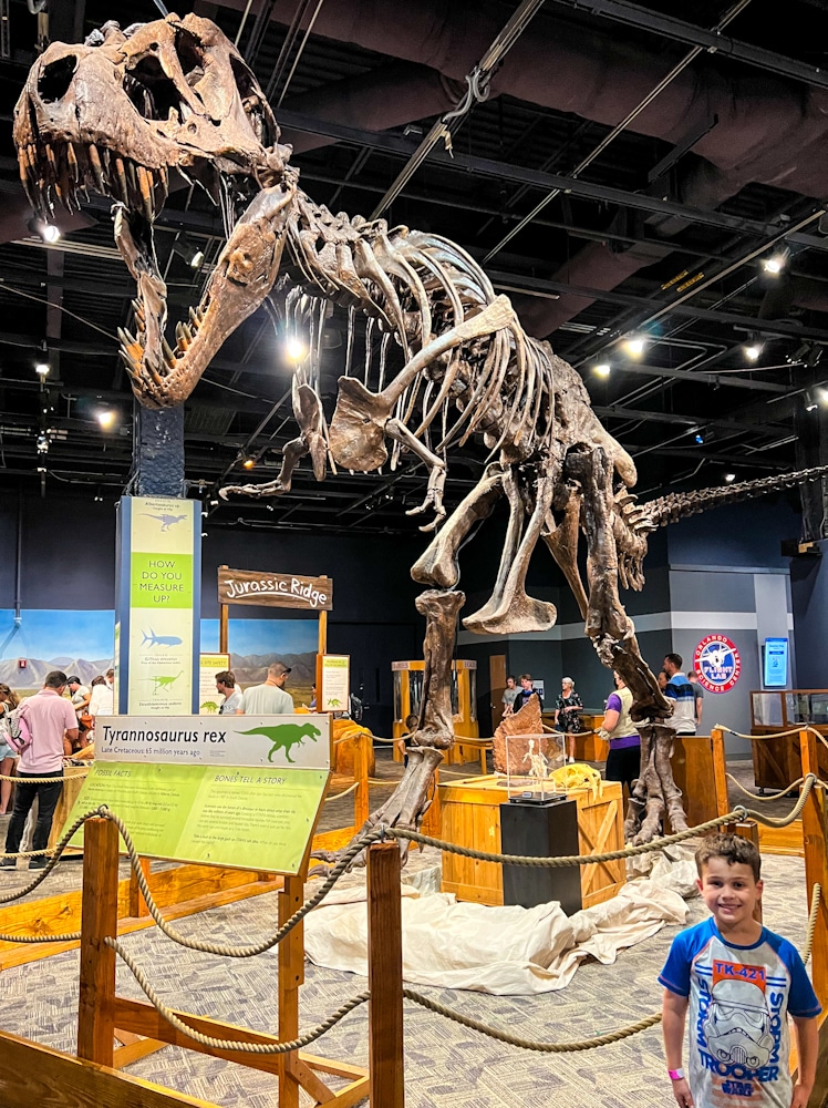 little boy standing in front of a t-rex replica at the Orlando Science Center