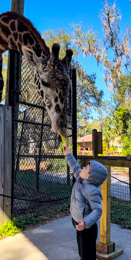 My son feeding the giraffe a leaf at Central Florida Zoo & Botanical Gardens