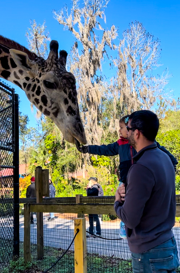 My husband and daughter feeding the giraffe a leaf at Central Florida Zoo & Botanical Gardens